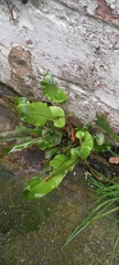 Asplenium scolopendrium scolopendrium