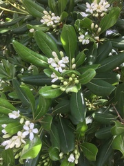 Pittosporum tobira