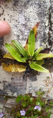 Asplenium scolopendrium scolopendrium