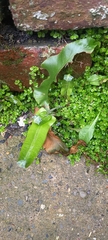 Asplenium scolopendrium scolopendrium