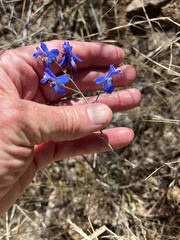 Delphinium scaposum