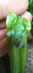 Asplenium scolopendrium scolopendrium