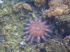 Acanthaster planci