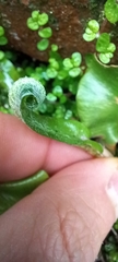 Asplenium scolopendrium scolopendrium