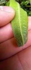 Asplenium scolopendrium scolopendrium