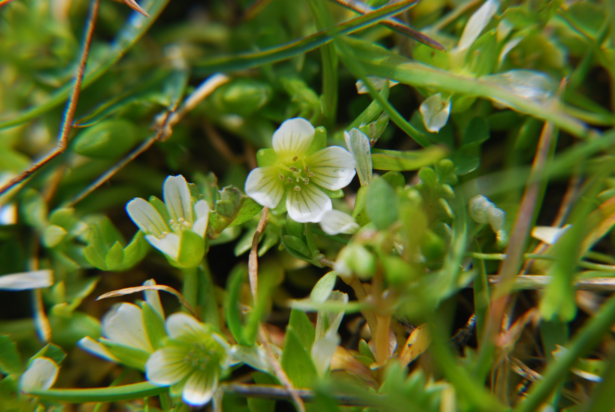 Limnanthes macounii