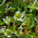 Macoun's Meadowfoam - Photo (c) Tab Tannery, some rights reserved (CC BY-NC-SA)