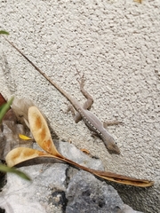 Anolis scriptus