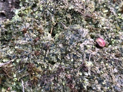 Mniaecia jungermanniae