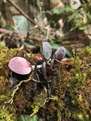 Meiracyllium trinasutum