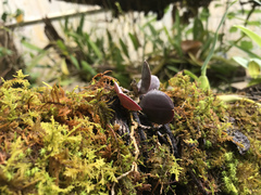 Meiracyllium trinasutum