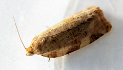 Archips argyrospila