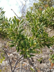 Jacquinia keyensis