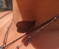 Erebia montanus