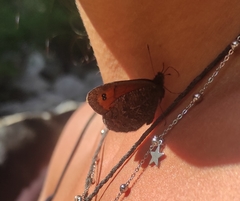 Erebia montanus