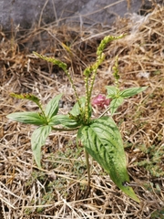 Spigelia anthelmia