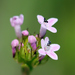 Pink Plectritis - Photo (c) David A. Hofmann, some rights reserved (CC BY-NC-ND)