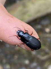 Harpalus rubripes