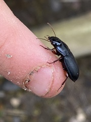 Harpalus rubripes