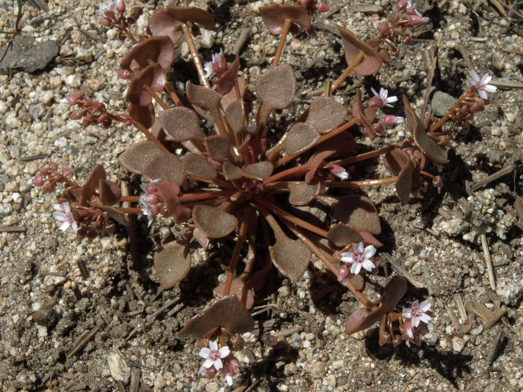 Claytonia rubra ssp. rubra