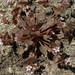 Claytonia rubra - Photo (c) Jim Morefield, algunos derechos reservados (CC BY)