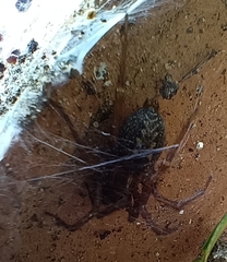 Lycosoides coarctata