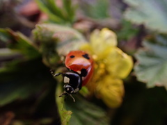 Coccinella septempunctata