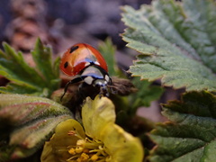 Coccinella septempunctata