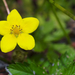 Eged's Silverweed - Photo (c) Eric Hunt, some rights reserved (CC BY-NC-ND)
