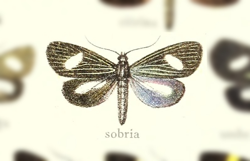 Erbessa sobria