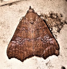 Axiocteta oenoplex