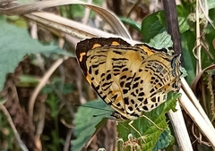 Symbrenthia niphanda