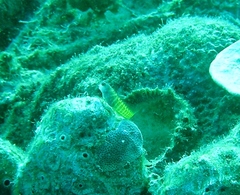 Salarias segmentatus