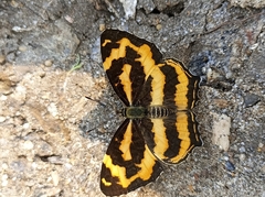 Symbrenthia niphanda