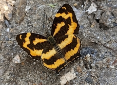 Symbrenthia niphanda