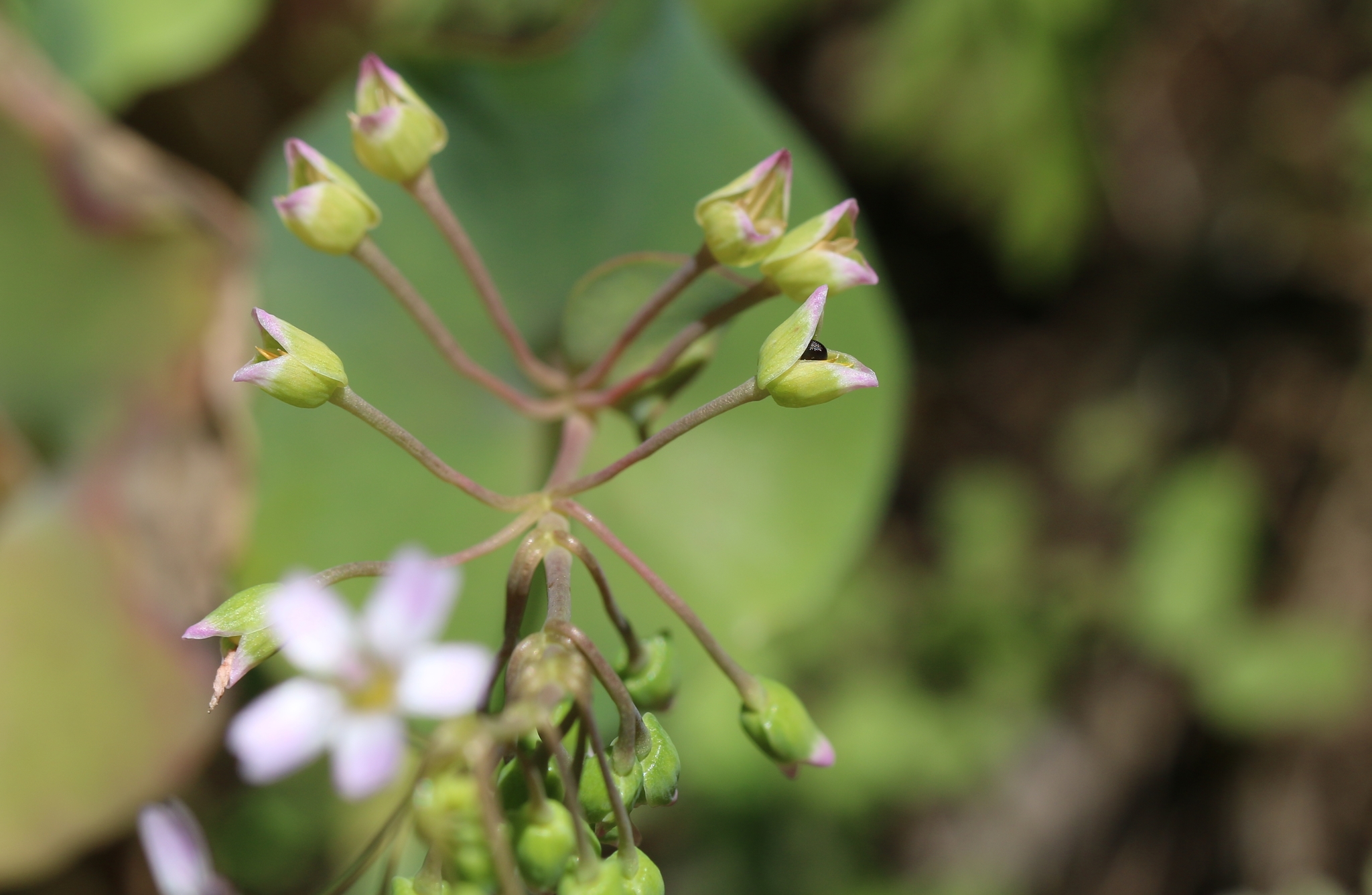 Claytonia parviflora ssp. parviflora