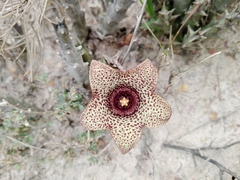 Orbea verrucosa