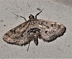 Parapoynx crisonalis