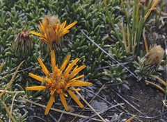 Brachyclados caespitosus