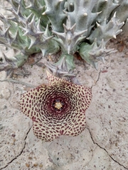 Orbea verrucosa