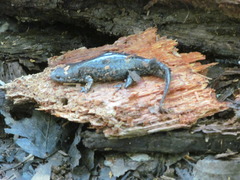 Ambystoma talpoideum