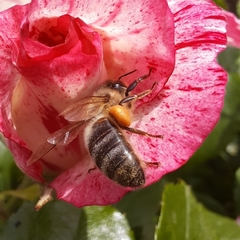 Apis mellifera