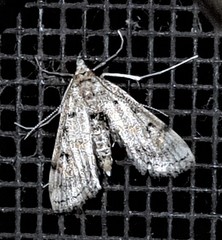 Parapoynx crisonalis