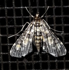Eurrhyparodes bracteolalis