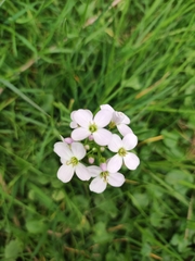 Cardamine pratensis