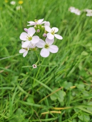 Cardamine pratensis