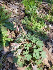 Corydalis solida