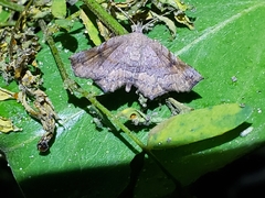 Throana pectinifer