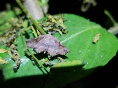 Throana pectinifer