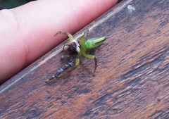 Mopsus